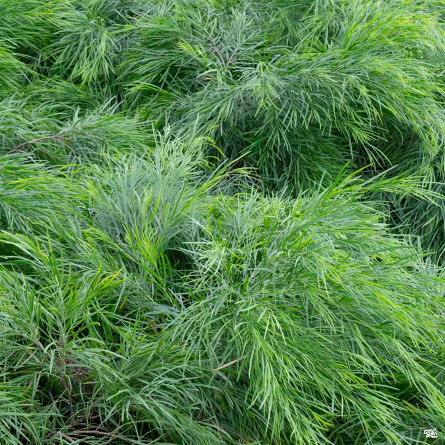 Acacia 'Cousin Itt'