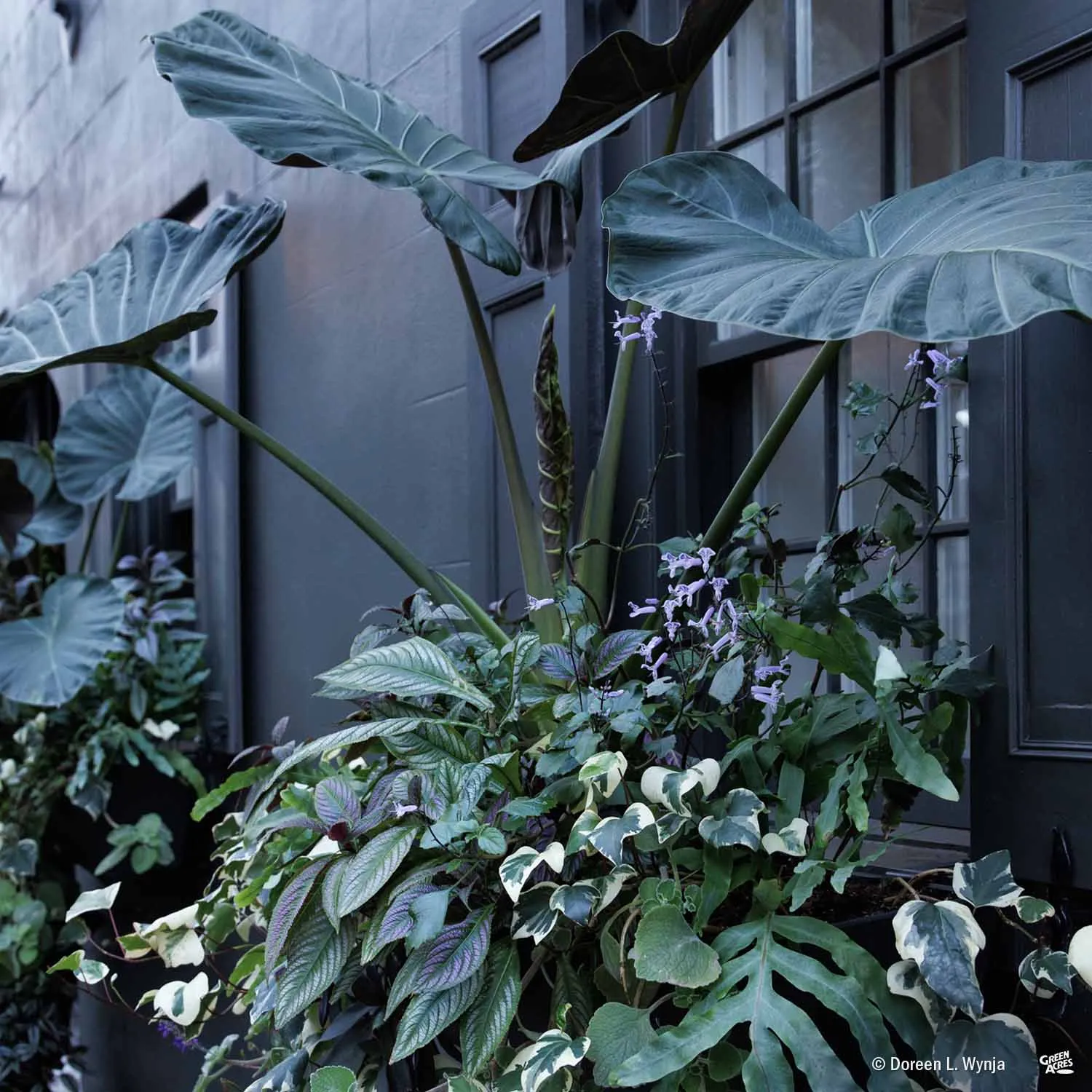 Alocasia 'Regal Shield'