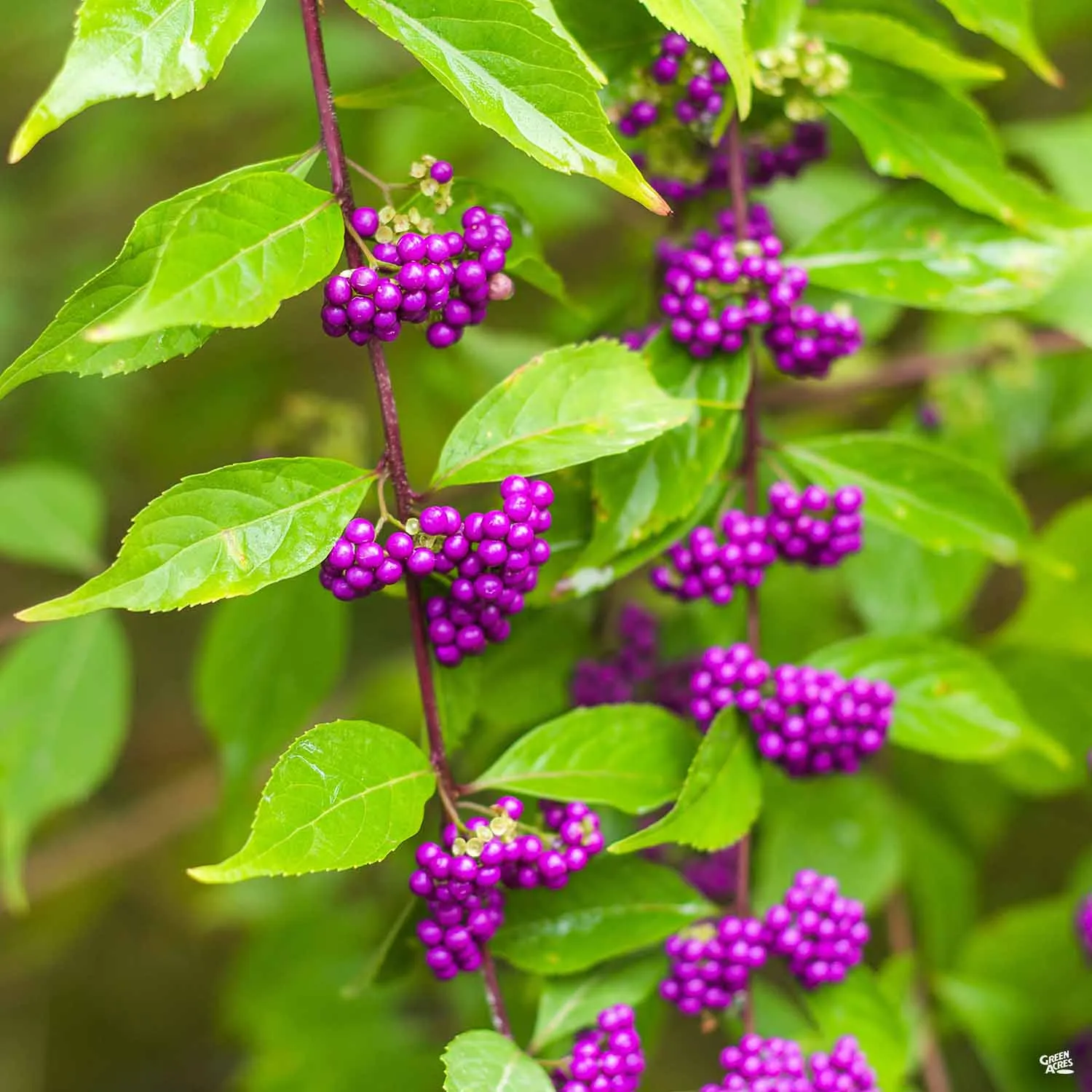 American Beautyberry