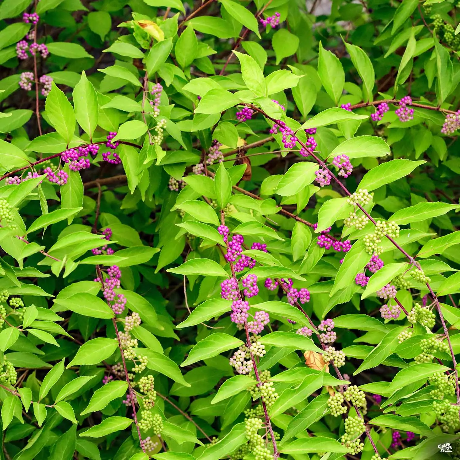 American Beautyberry