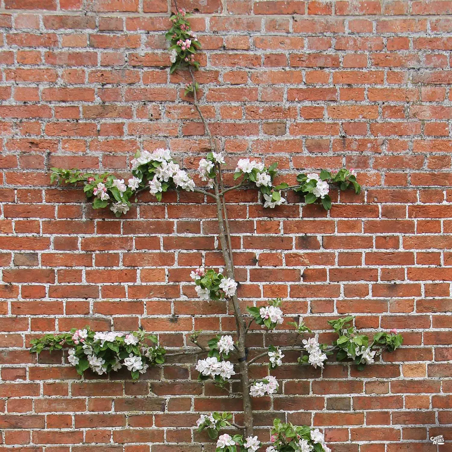 Apple, 3-Tier Espalier 'Fuji' Bareroot