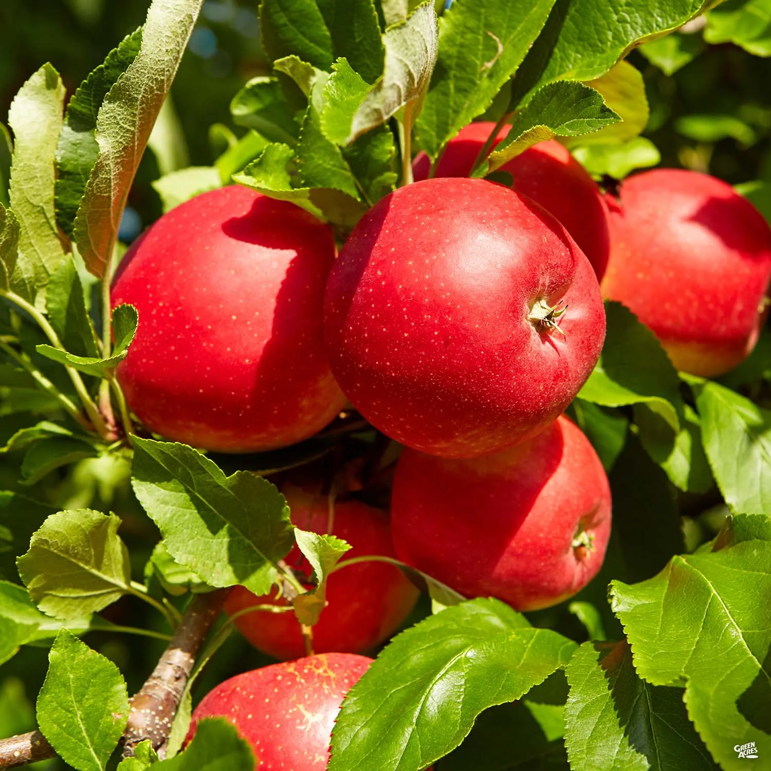 Apple, 3-Tier Espalier 'Fuji' Bareroot