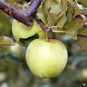 Apple 'Ein Shemer'