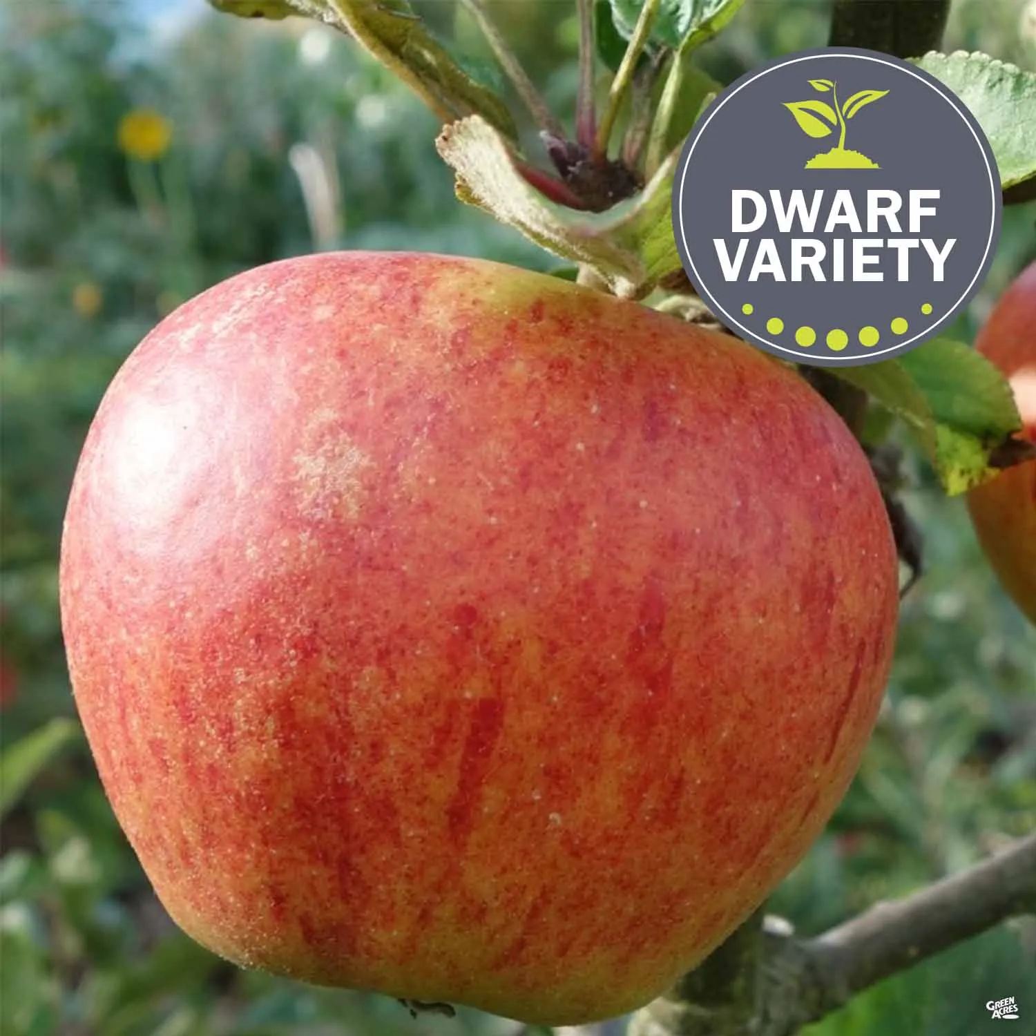 Apple 'Gala', Dwarf Bareroot