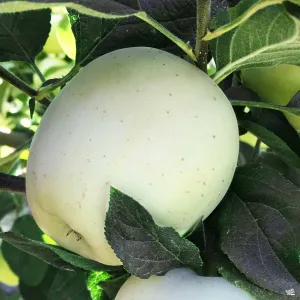 Apple 'Ghost' Bareroot