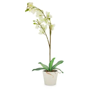 Artificial Orchid in Pot - Cream