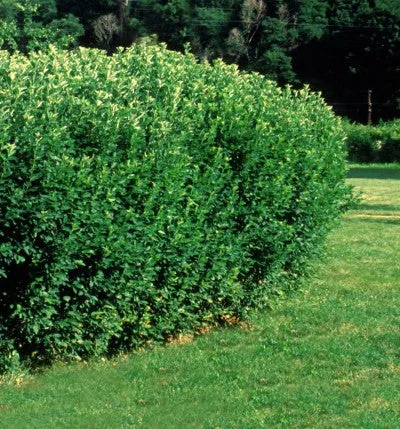 bareroot cotoneaster hedge 18"