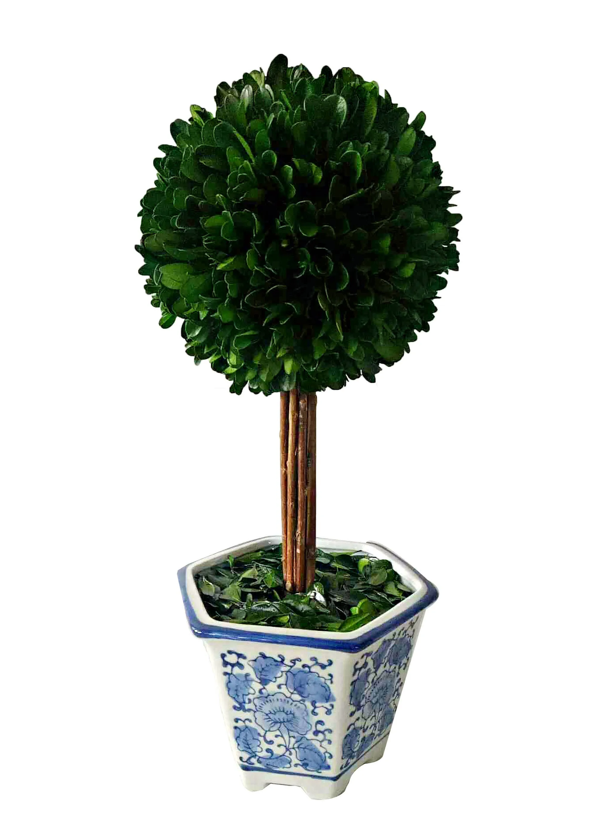 Boxwood Ball Topiary Tree in Blue & White Ceramic Pot Decor