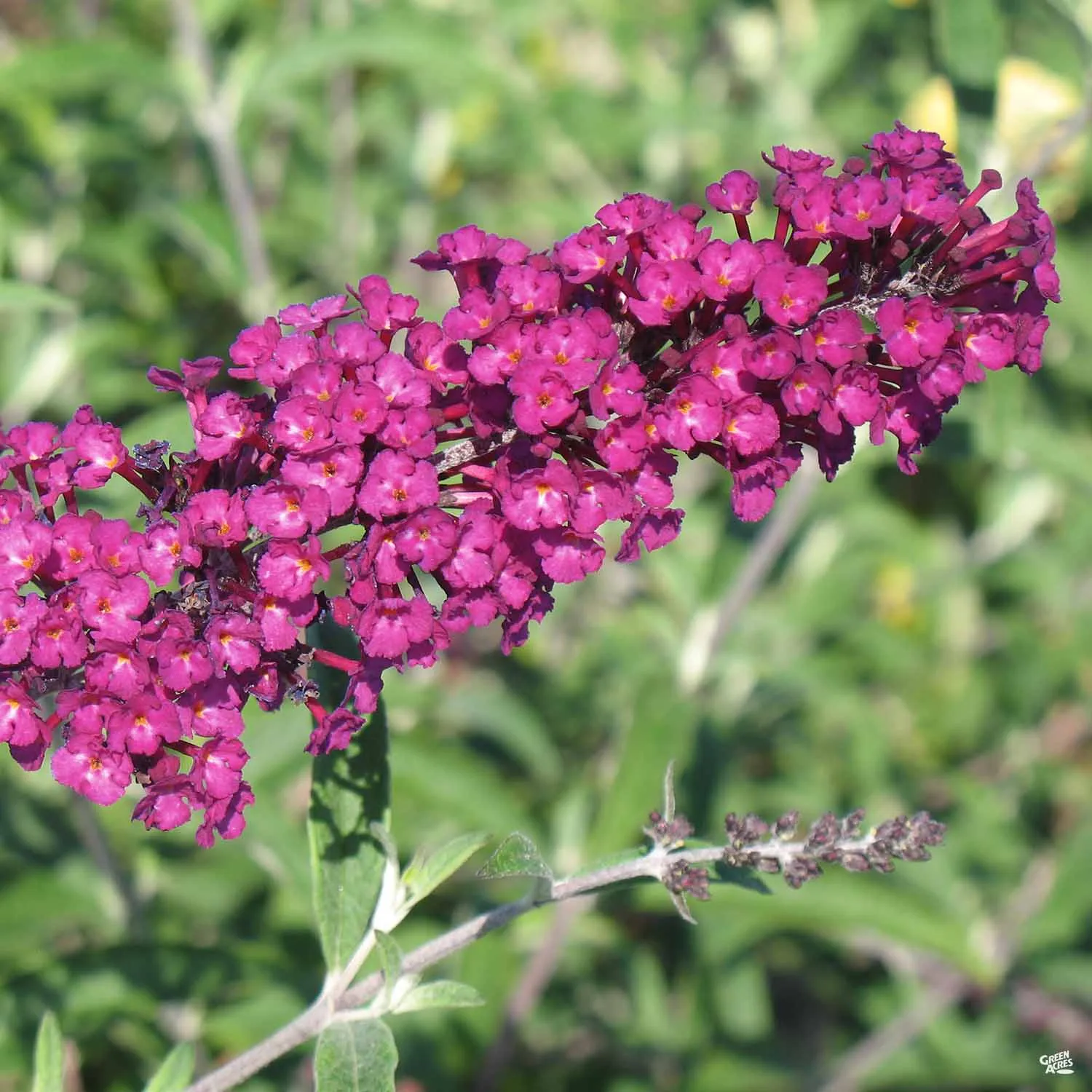 Butterfly Bush 'Royal Red'