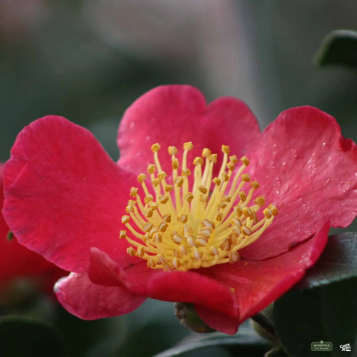 Camellia s. 'Yuletide' | Monrovia