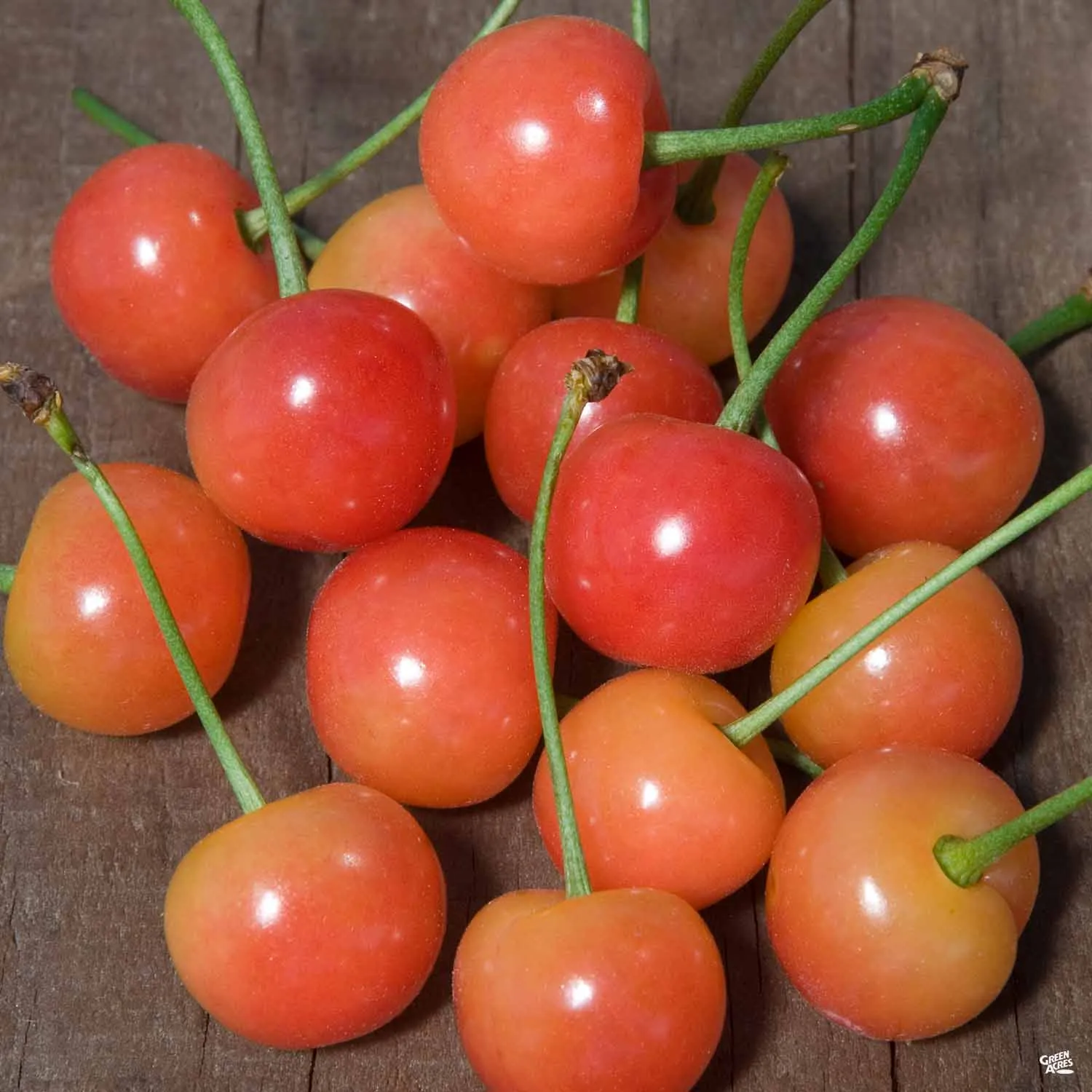 Cherry 'Montmorency Sour' Bareroot