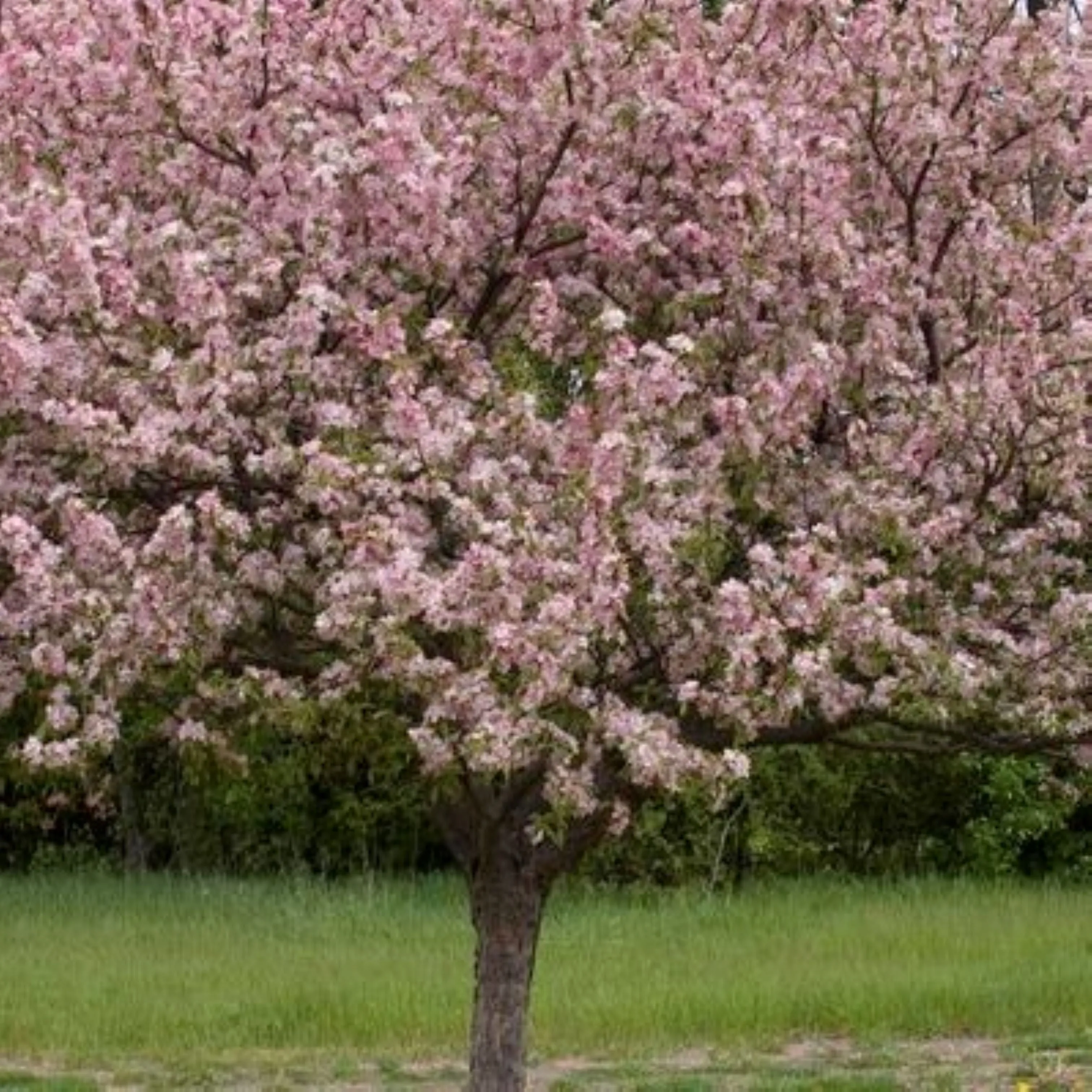 crabapple coralburst 7 gallon pot