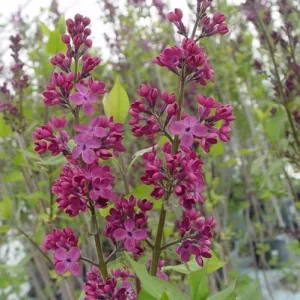 Declaration Lilac - 3 Gallon (4-5ft)