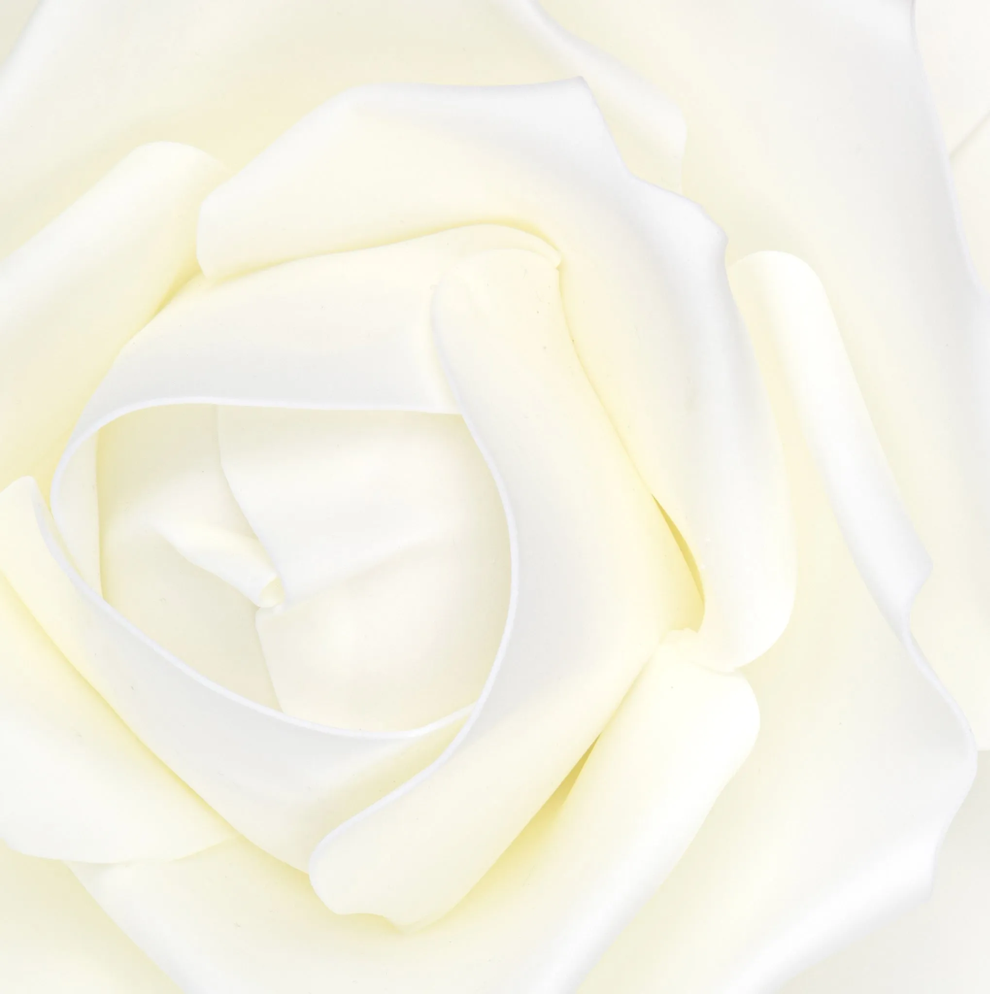 Large Foam Rose Wall  Decor 40 cm - Ivory