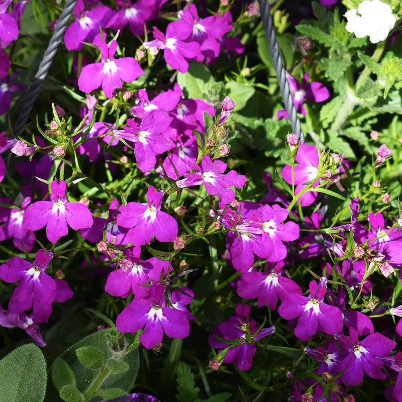 Lobelia Seeds - Lobelia Erinus Rosamond