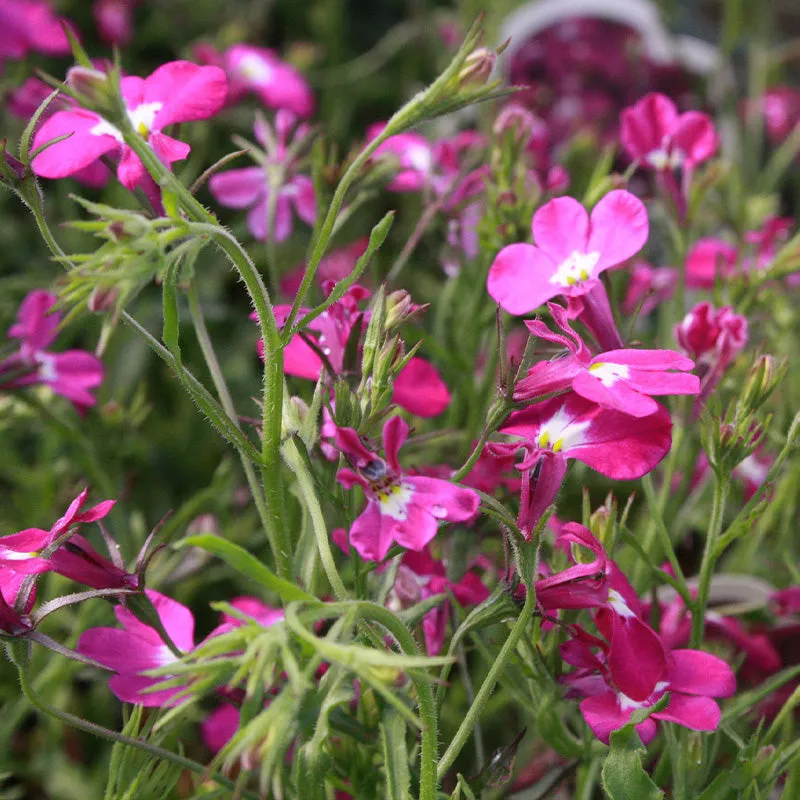 Lobelia Seeds - Lobelia Erinus Rosamond