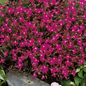 Lobelia Seeds - Lobelia Erinus Rosamond