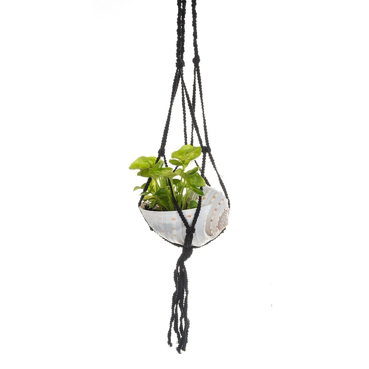 Macramé Shell Hanging Planter