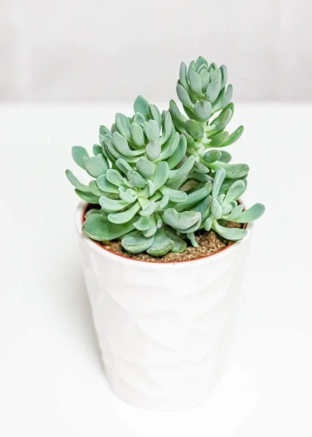 Medium Succulent (5"-6")