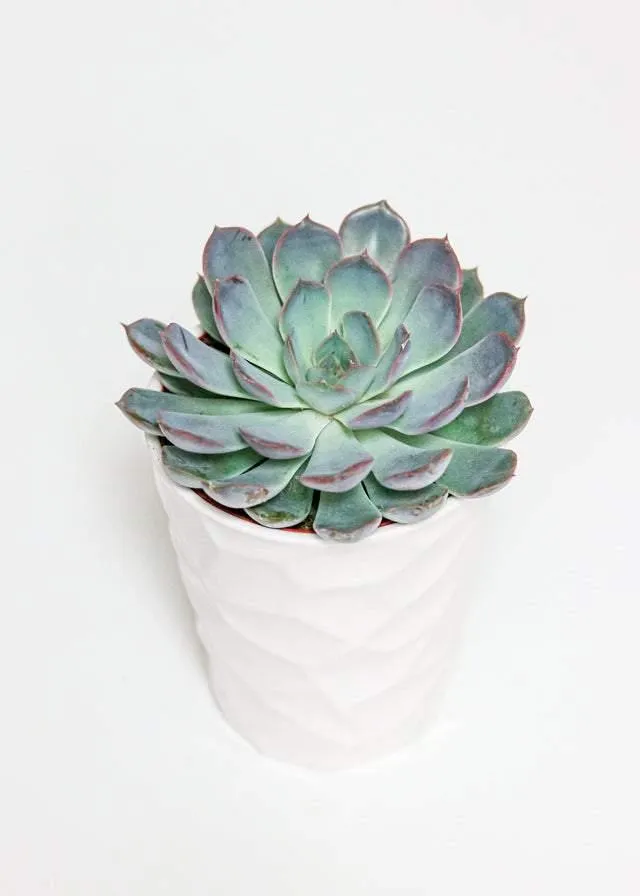 Medium Succulent (5"-6")