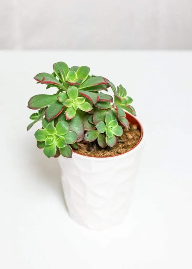 Medium Succulent (5"-6")