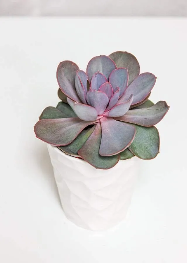 Medium Succulent (5"-6")