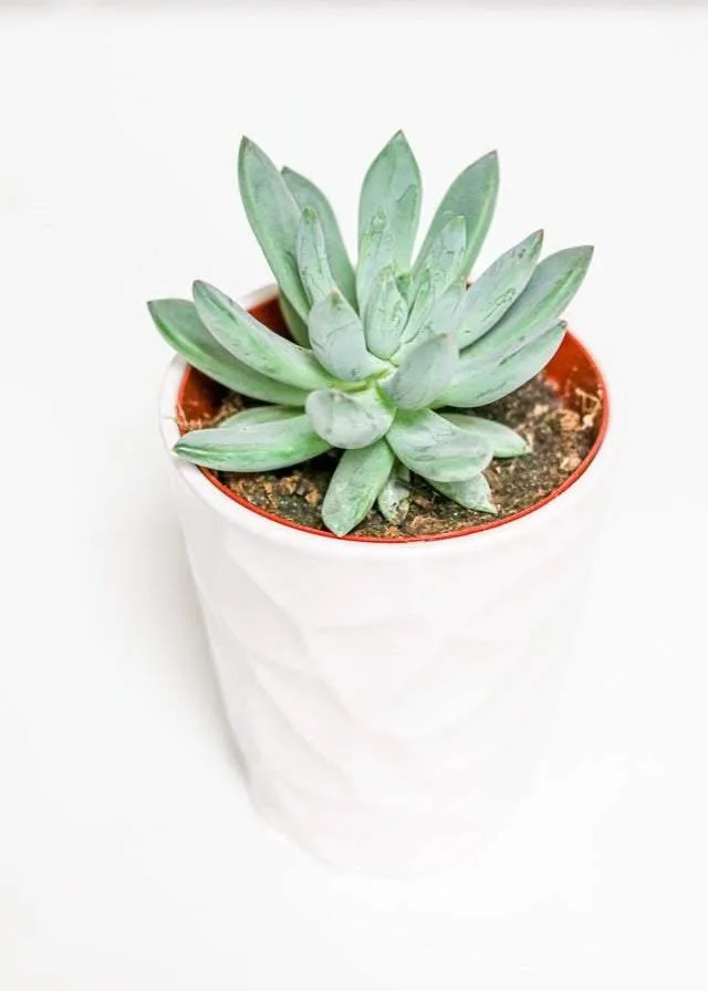 Medium Succulent (5"-6")