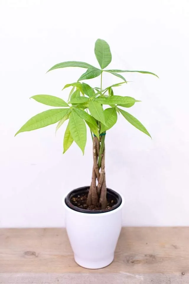 Money Tree