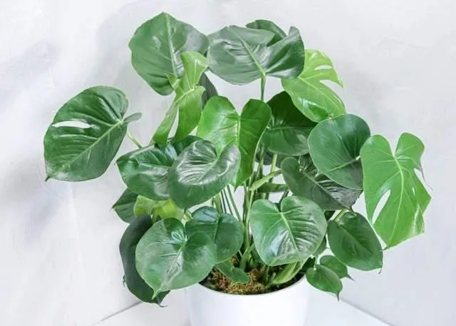 Monstera Deliciosa (12")