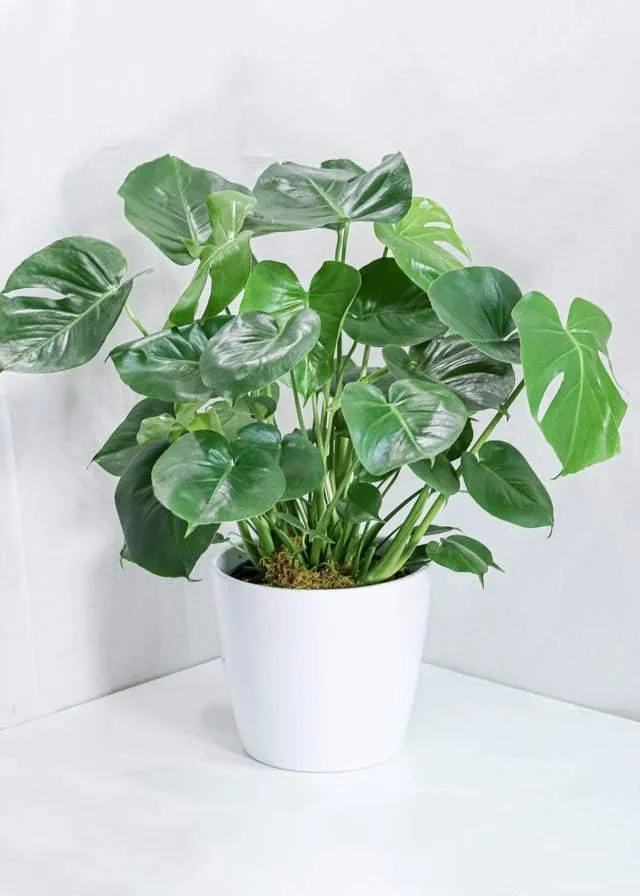 Monstera Deliciosa (12")