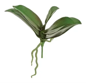 Phalaenopsis Orchid Leaf Plant