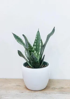 Snake Plant 6"