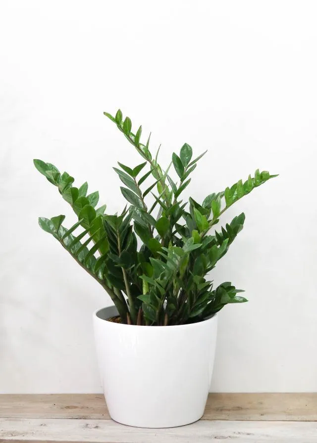 ZZ Plant (12"