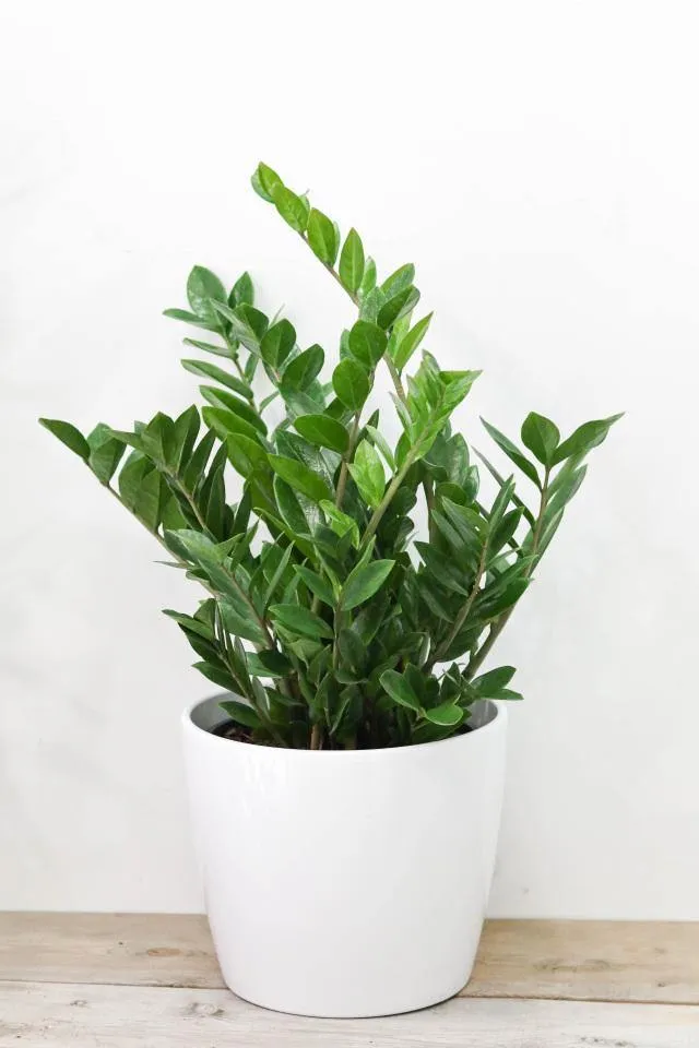 ZZ Plant (12"